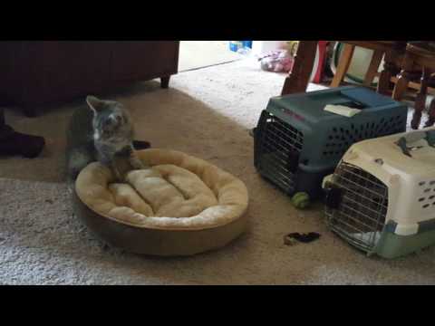 Catnip in the Cat Bed