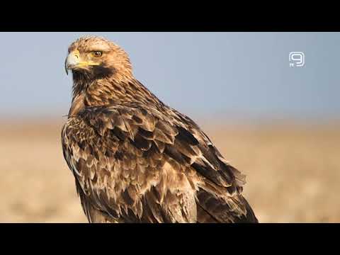 TV KANAL 9, NOVI SAD: OTROVAN ORAO KRSTAŠ