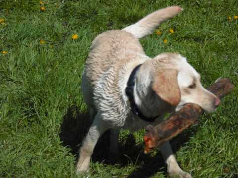 Gamza Cztery łapy psa