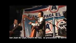 Gorrión Tauripampino en Chavín ......del Sur - Chincha