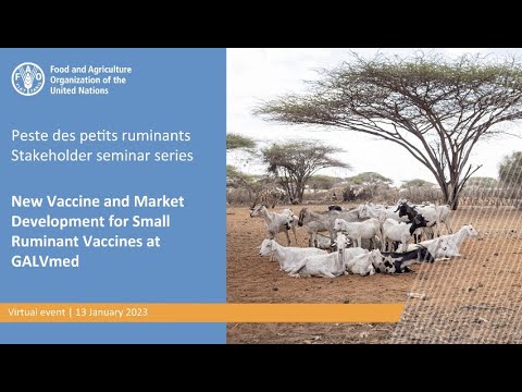 New Vaccine and Market Development for Small Ruminant Vaccines at GALVmed