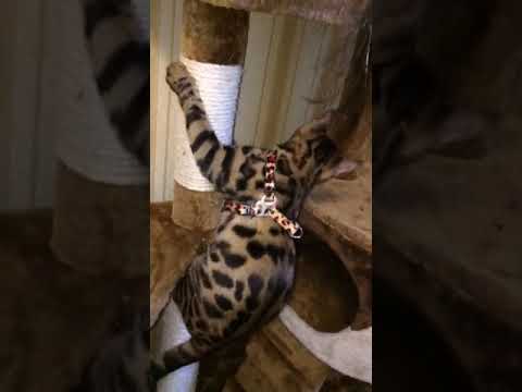 ASHIMA CAS UMA TURMAN, 4 mon.