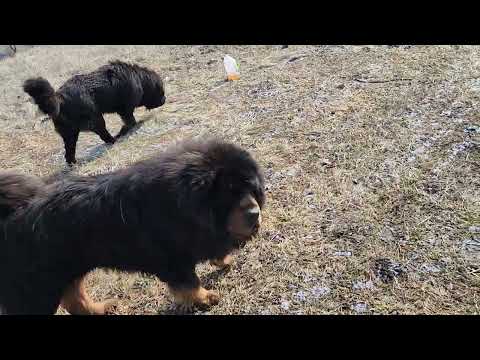Ancient Guardians Farm Chinese Tibetan Mastiff Amadeus & European Tibetan Mastiff Bear