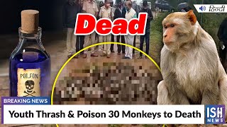 Youth Thrash & Poison 30 Monkeys to Death