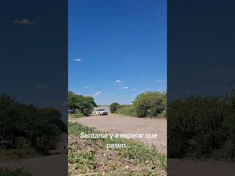 RallyPapá! RallyCordobes Colonia Caroya 2025 #rally#wrc #rallycordobes #rallyargentino #automobile