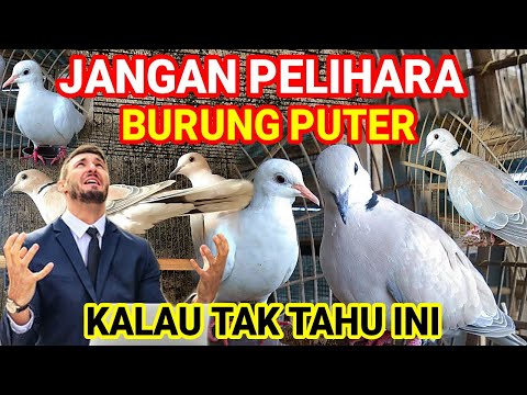 Membongkar Mitos dan Manfaat Pelihara Burung Puter atau Tekukur