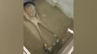 Il video del polpo allevato che dà la caccia al granchio blu: «Un grande predatore, non è vero ch...