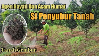 Download lagu Aplikasi Asam Humat Dan Agen Hayati ( Si Penyubur Tanah ) mp3