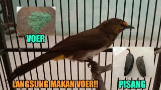 Download lagu Cara agar burung pemakan buah bisa makan voer mp3