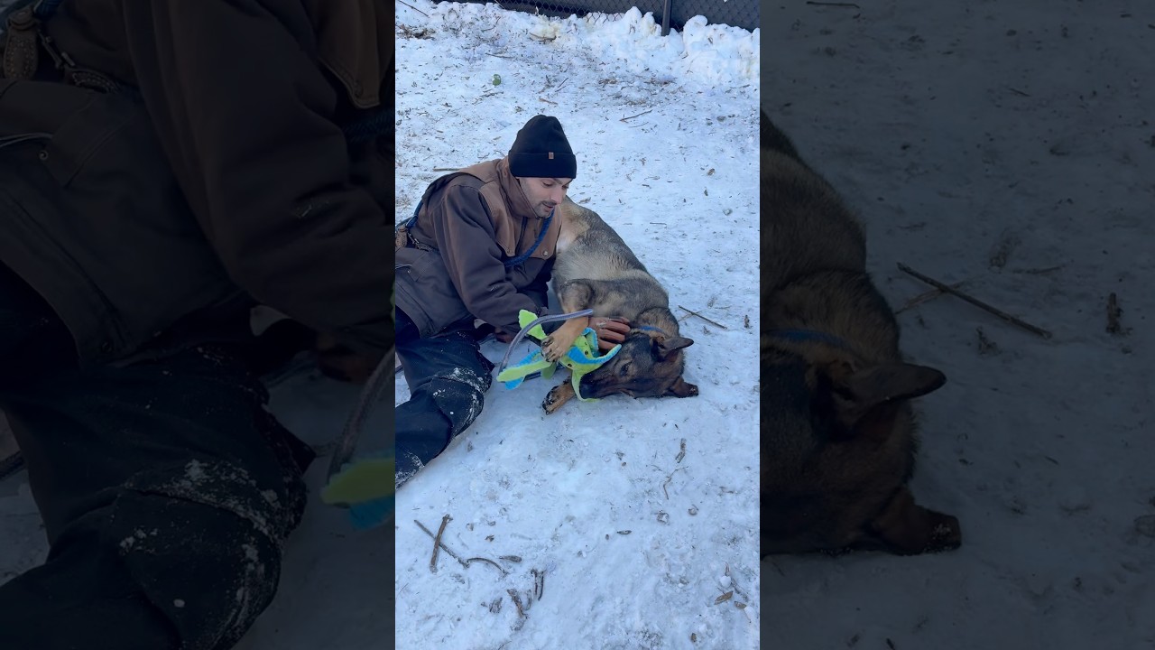 Enlarge Tiny, a Adoptable German Shepherd Dog in Briarcliff Manor, NY video 2/3