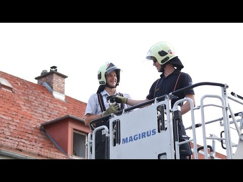 Katze mit Drehleiter von Dach geholt