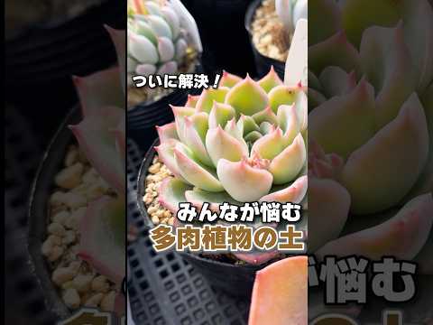 園芸 シルキーエケベリア