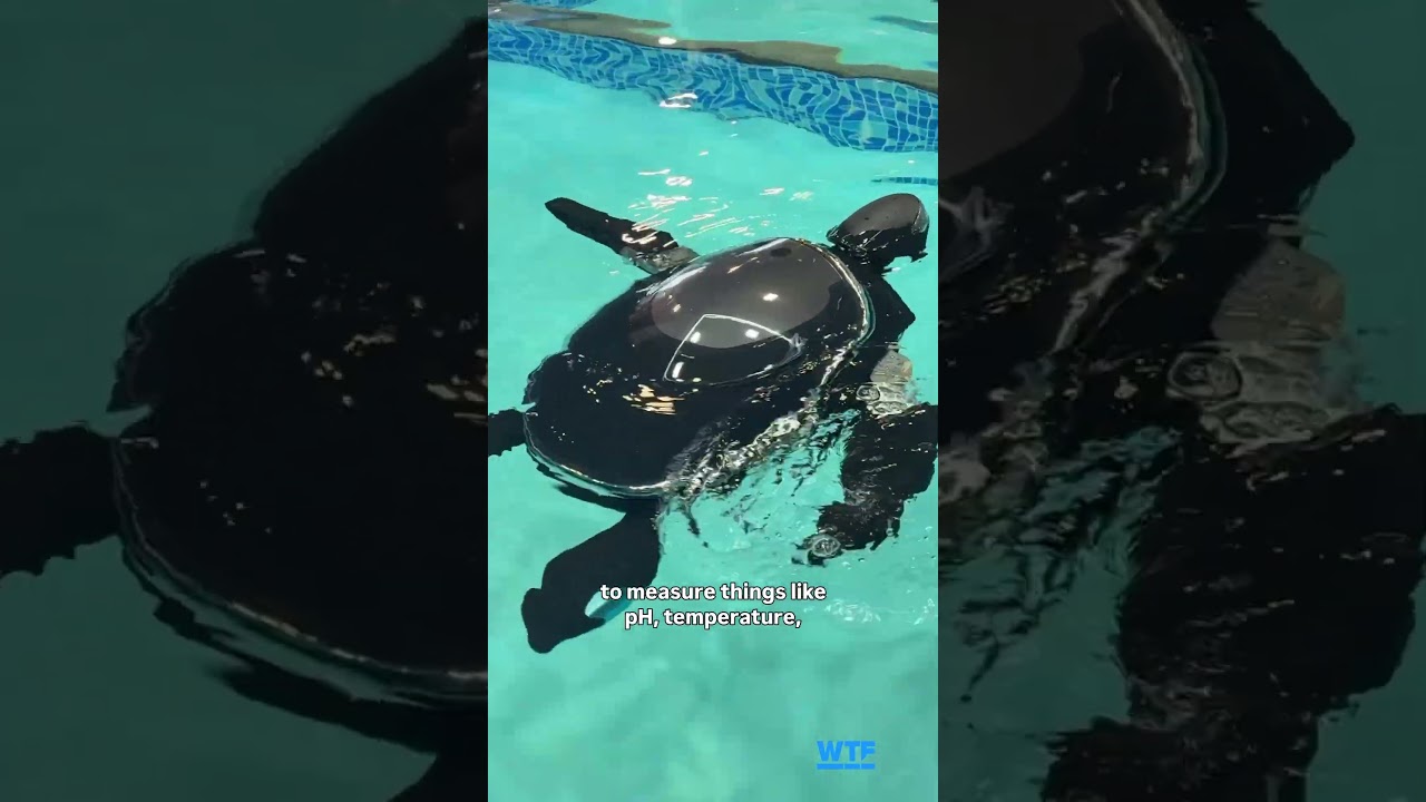 Beatbox’s Sea Turtle Bot Will Clean Your Pool #ces2026 #ces #robots #beatbox