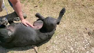 Video preview image #1 Great Dane-Unknown Mix Puppy For Sale in Bandera, TX, USA