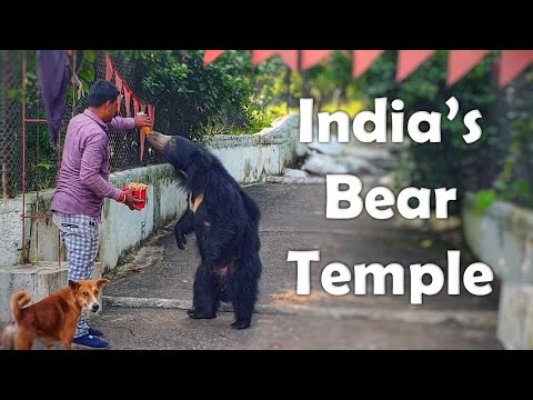 download lagu mp3 mp4 Indian Bear, download mp3 Indian Bear free downloadn, video klip Indian Bear