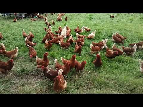 Hühnerfarm für Freiland Hühner im Grünen Münsterland 2