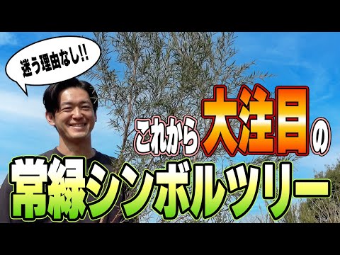 常緑樹のプライバシー スクリーン ツリーを選ぶ理由は何ですか?あなたの屋外スペースにどれを選ぶべきですか？  庭園
