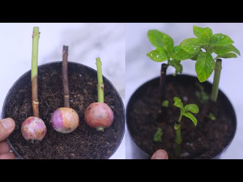 Hydrangea cuting with onions,anny season can do it