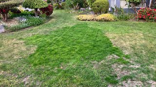 Grub Damage + Lawn Renovation - West Coast Of Canada 🇨🇦 🪴