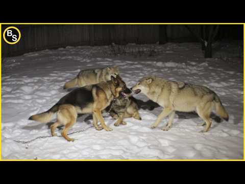 Wolf, Dog, and Leopard in a Deadly Encounter