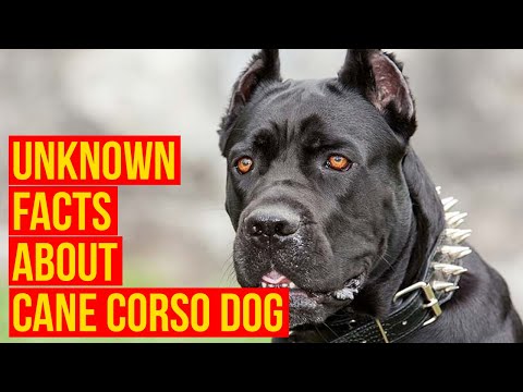 Cane Corso Dog Breed, 7 facts Why Is The King For Your Protection