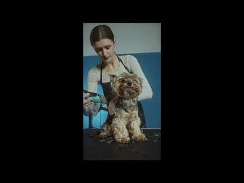 Funny dogs:  Dog grooming short videos  #short #shortvideo #Kavishavlogs #funnydogs #dogshortvideo