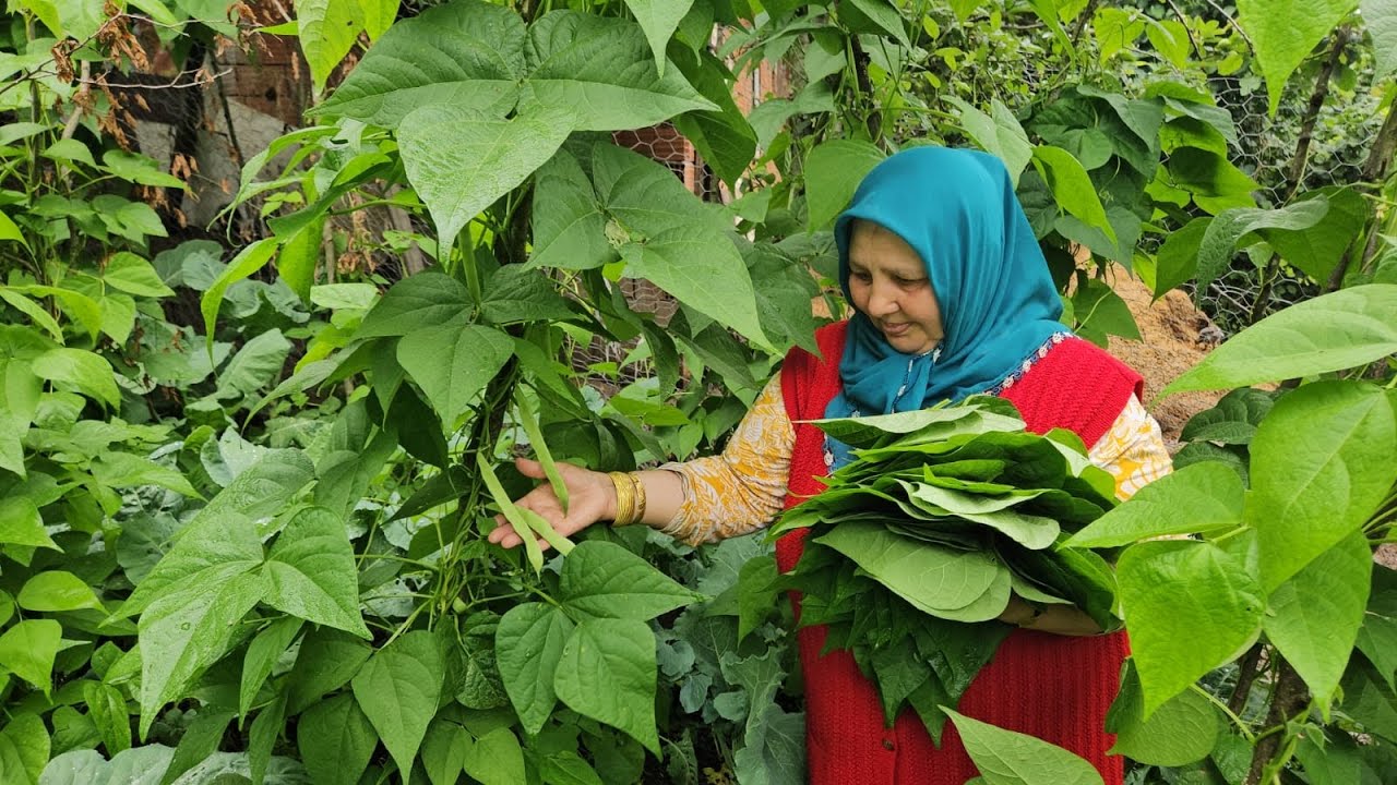 ‼️FASULYE YAPRAĞINDAN HİÇ SARMA SARDINIZMI ❓BİR SARIN VAZGEÇEMEYECEKSİNİZ‼️