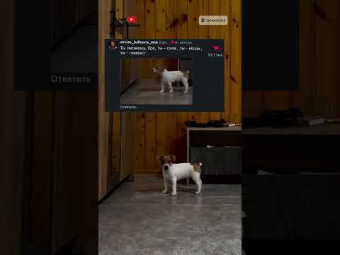 Джеки Сделал Это Снова 😲