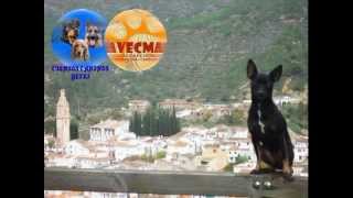 preview picture of video 'Promo 2ª Quedada canina Ayódar 07-04-2013'