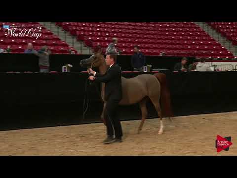N.180 ANGEL OF VITORIO ORA - LAS VEGAS 2019 - Arabian World Cup Junior Mares ATH (Class 102).mp4