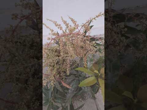 #Mango#Small Tree#