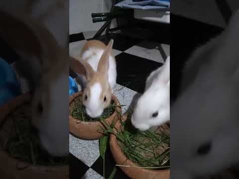 Toties eating fresh grass