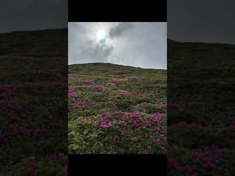 Rhododendron / Bujor de munte - Iunie 2023 - Video 4k