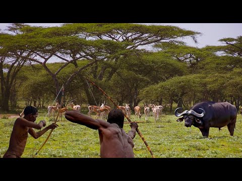 Amazing How Hadzabe Tribe Survive by Hunting in the Wild