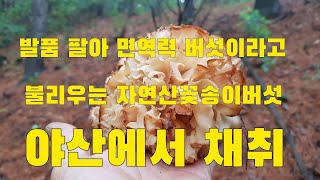 발품 팔아 면역력 버섯이라 불리우는 자연산꽃송이버섯 야산에서 채취