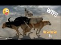 Dogs Doing 4some 4 Male Dogs Have A Fun With Female Dog And Want To Have Her By Force