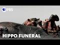 Hippo Mourning Caught On Camera
