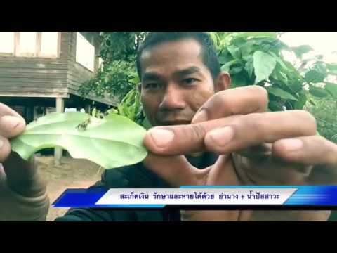 โลชั่น Fufaev โรคสะเก็ดเงินโรคสะเก็ดเงิน เพื่อใช้เป็น celandine โรคสะเก็ดเงิน