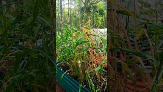 Download lagu Profound Disappointment 🥺#harvest #growyourownfood #corn #youtubeshorts mp3