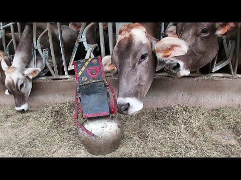 Transumanza del 20 ottobre 2021