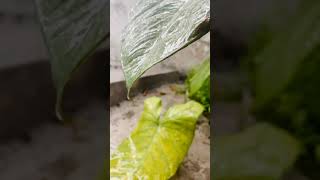 Rain drops dancing with leaves 🍃