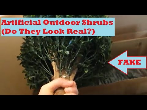 Boxwood Amazon