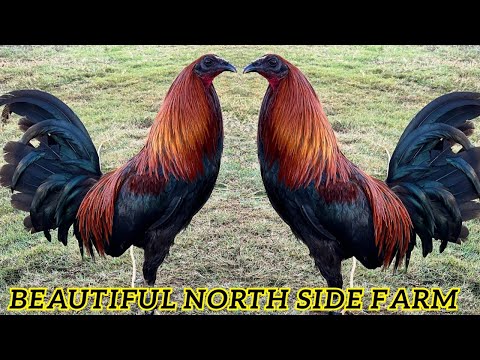 BIG FARM 💯 Beautiful Birds North Side Hawaii