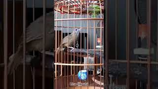 Download lagu WAMBI MINI GACOR ISIAN SEHUTAN #wambigacor #wambimini mp3 Download lagu WAMBI MINI GACOR ISIAN SEHUTAN #wambigacor #wambimini mp3