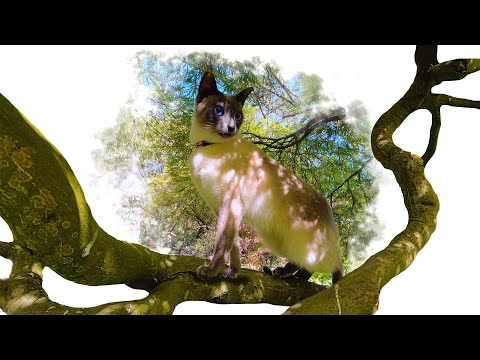 🌀Cat Amaya enjoys springtime in the beautiful Zuiderpark | Thai cats | Traditional Siamese cats