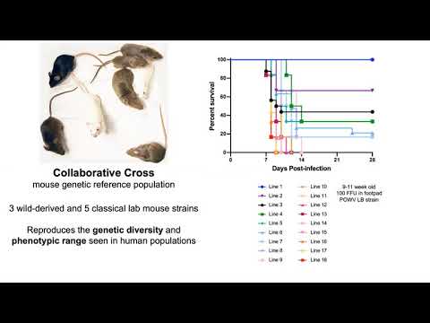 Host genetic determinants of Powassan virus pathogenesis - Brittany Jasperse