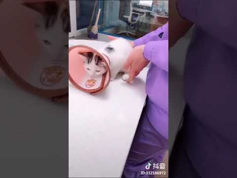 Funny Cat Injection videos   Cat Injection Funny Compilation