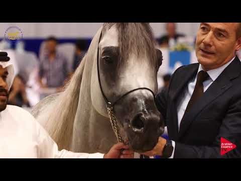 SUNDOWN KA - SENIOR STALLIONS GOLD CHAMPION