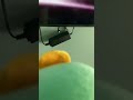 Bluey Gets Scared By THX Tex 2 Moo Can Horror Version