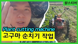 고구마 순치는 기계를 이용한 순치기작업